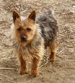 Australian Terrier