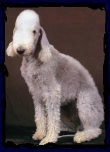 Bedlington Terrier