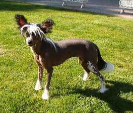 Chinese Crested