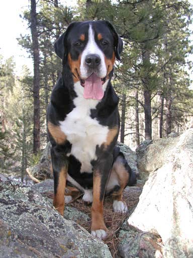 Greater Swiss Mountain Dog