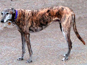 Greyhound