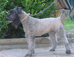 Kerry Blue Terrier