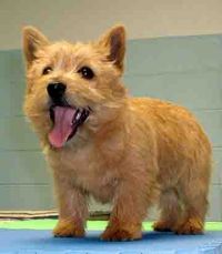 Norwich Terrier