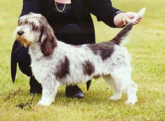 Petit Basset Griffon Vendeen