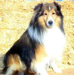 Shetland Sheepdog