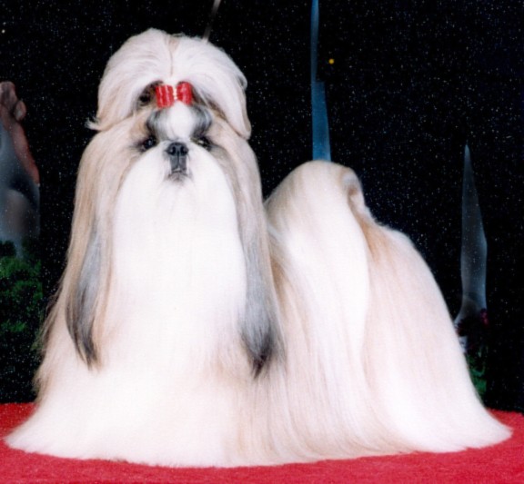 Shih Tzu