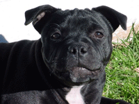 Staffordshire Bull Terrier