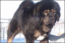 Tibetan Mastiff